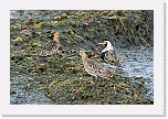 kuirit ja suokukko godwits and ruff 0928 * 1350 x 900 * (1.06MB)